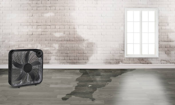 Best Carpet water damage restoration  in Sulphur Springs, TX