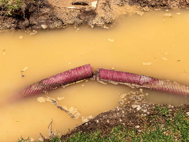 Best Mold removal after water damage  in Sulphur Springs, TX