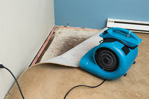 Best Professional water damage repair  in Sulphur Springs, TX